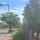 공동직장 푸른들어린이집 | 울산 중구 공동직장 푸른들어린이집 울타리목 및 향나무 전정작업(&#34;울산전정대행&#34;)