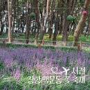 서천주차장 | 서천 맥문동 꽃 축제 장항 송림산림욕장 주차장 첫날 후기