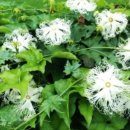 하늘타리 이미지