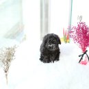 스마트독 이미지