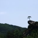 소나무
