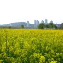 대전 에도 이렇게 멋진 유채꽃밭이... 이미지