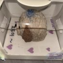 푸플리 케이크 이미지