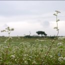 메밀꽃필무렵 이미지