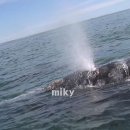 물뿜는 고래 이미지