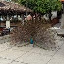 우정가든 | 다낭 3박4일 푸라마 리조트 우정여행 3인 숙소 수페리어 가든룸 추천 가격 내돈내산 후기