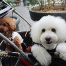 코코애견클럽 이미지