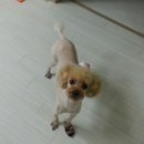 헬로퍼피1 이미지