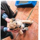 용성동물병원 이미지