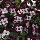 팬지