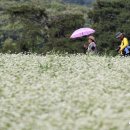 메밀꽃이피었습니다 이미지