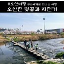 쌍용자동차 오산정비센터 | 동탄 오산 벚꽃여행, 오산천 자전거 타고 봄나들이 후기(공영주차장)