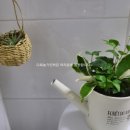 다육농가민박 이미지