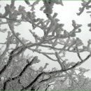 안성리-2 이미지