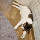 집사의 하루 일산점 | :: 일산 라페스타 집사의하루 유기묘 카페