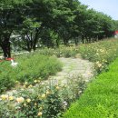 장미정원 이미지