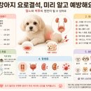 멍멍이네 Daum카페
