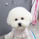 더 펫 애견샵 이미지