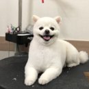 단짝 펫살롱 이미지