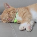 붕붕 소프트 | 초보집사 필수템 정리｜아기 고양이 키우며 직접 써보고 정착한 집사 용품들