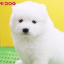 요미독 강아지분양 일산점 Daum카페
