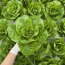 (주)에스팜 이미지