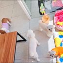 신도림동물병원 | 신도림동물병원, 왕복 6시간 거리에서 찾아오는 이유