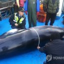 초곡1천 이미지