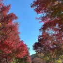 내장산조각공원 | 정읍 단풍 명소 내장산 조각공원 후기 (11월 18일 기준)