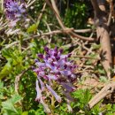 달리오름 이미지