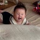 선셋티아 이미지