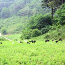 삼부자목장 이미지