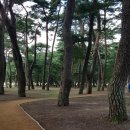 송림톱밥 이미지