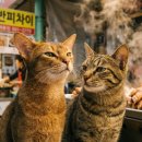 안경쓴떡집