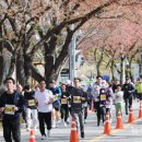 2024 대청호 벚꽃길 마라톤 대회 이미지