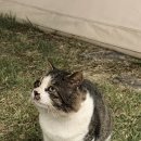 양양토담글램핑&펜션 이미지