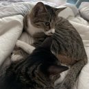 청평동물병원 이미지