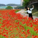 왕피천계곡민박 | 울진 왕피천 꽃양귀비, 인생 사진 찍고 싶은 사람 필수 코스"