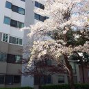 행복을주는나무 이미지