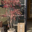 비엔나안경 | 낙원떡집/남대문시장 나들이/가메골손만두/희락갈치조림/피롤츠커피하우스/남대문시장안경 모스콧 구입후기