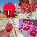 계룡농업기술센터본관 | 청주딸기축제 후기 문화제조창 달콤상생페스티벌 딸기팝업페스타