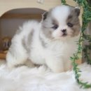 함께 있어줄개 이미지