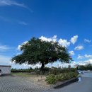 몬딱쉼터 | 제주 스위스마을 플리마켓 여행 솔직후기