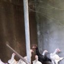 시로2