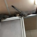 목욕하는고양이 이미지