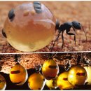[생태-자연애(愛)] 2023년 7월 6일 개미의 협력과 공생 이미지