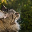 고양이숲 이미지