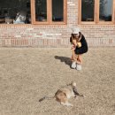 림헬스케어판매 | 영종도 카페 림 여유로움이 느껴지는 야외 테라스가 예쁜 스콘 맛집 인천 데이트 코스