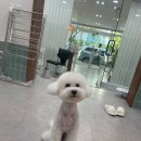 무거동 강아지 미용실 이미지