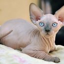 벌거벗은 고양이 이미지